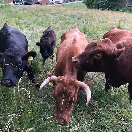 Taelerblick, Neu Modernisiert